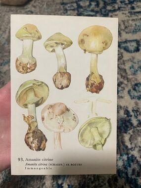 🖤5/$25 Botanical Mushroom Illustration Print - Amanita Citrina